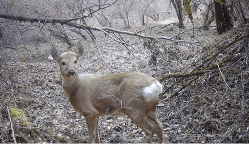 生物多樣性保護(hù)重大工程 7 建立紅外相機(jī)觀(guān)測(cè)網(wǎng)絡(luò),還原野生動(dòng)物真實(shí)風(fēng)貌